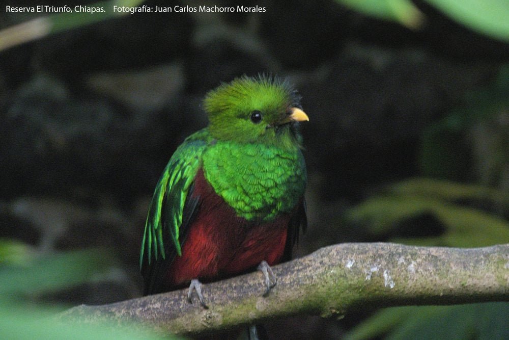 Costa Rica Animals: Resplendent Quetzal