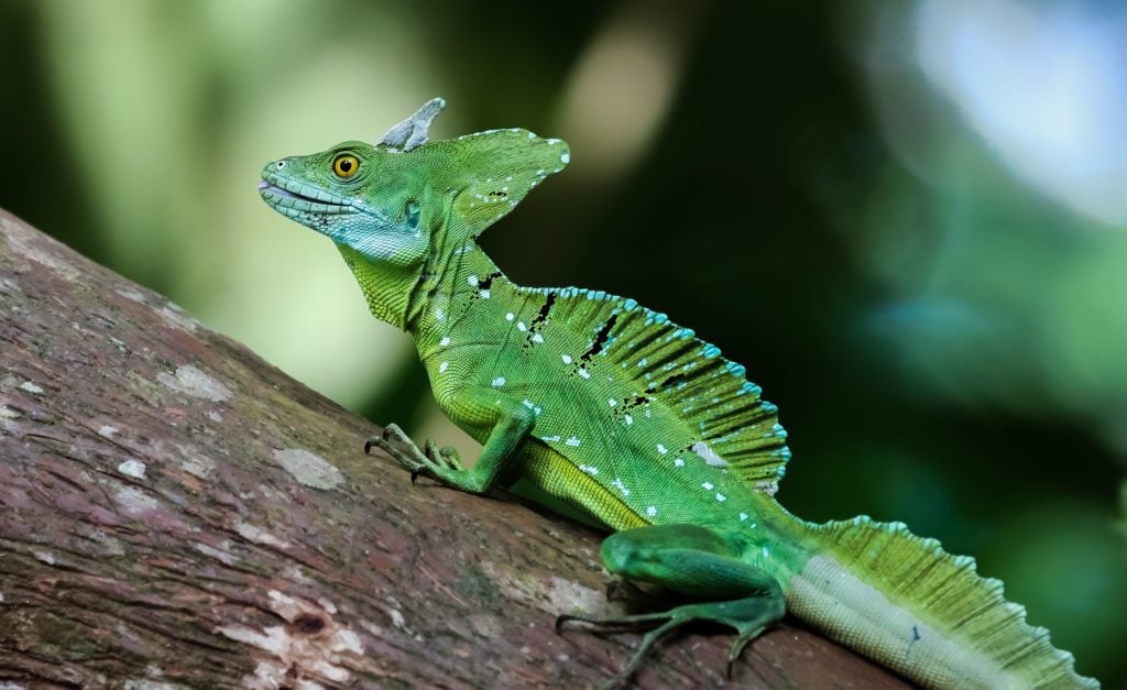 Costa Rica Animals: Emerald Basilisk