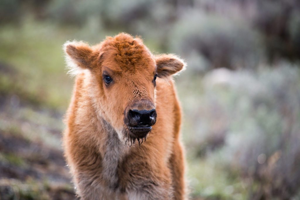 Travel Alone to Yellowstone