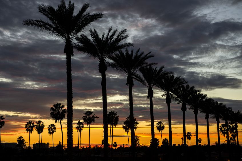 palm trees on gene autry way at dusk in the city of anaheim, ca